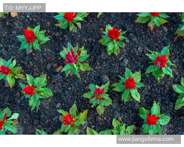 专访赵静：探寻排球背后的成功秘诀与奋斗历程